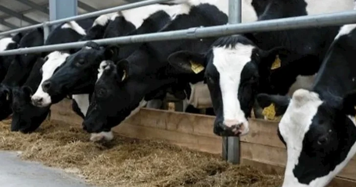 Азербайджан выделит более 17 млн манатов на развитие племенного животноводства