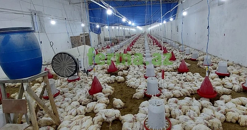 Toyuq fermasında fəhlə iPhone oğurladı, həbs edildi