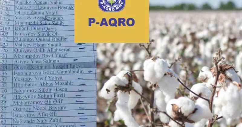 P Aqro” MMC onlarla fermerin pambığını alıb, pulunu vermir Vətəndaşlardan ŞİKAYƏT...