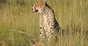 Alimlər quruda, səmada və dənizdə ən sürətli heyvanın adını çəkiblər...