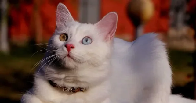 Niyə pişiklər divarı cırmaqlayır? 6 SƏBƏB