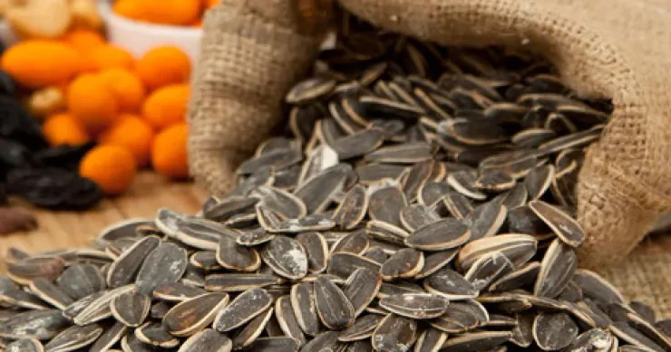 Həkimlər niyə qadınlara günəbaxan tumu yeməyi məsləhət görür?