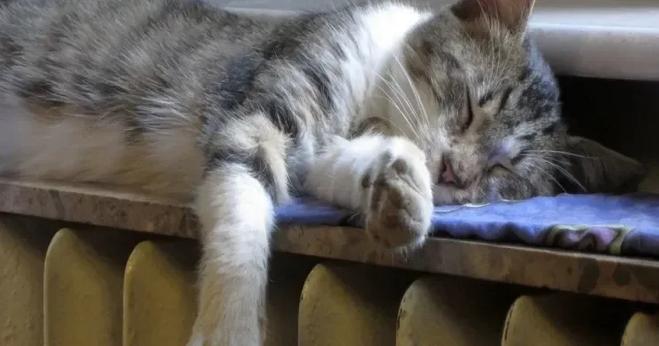 Qışda evin istilik xərclərini necə azaltmaq olar? Ən effektiv ÜSULLAR