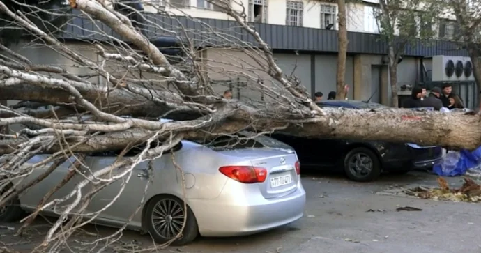 Bakıda irigövdəli ağac maşının üzərinə aşdı: Xəsarət alan var VİDEO