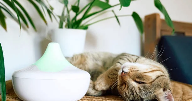 Ev ətirləndiriciləri pişiklərə ziyandır