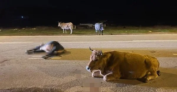 Heyvanların vurduğu zərəri sahibi ödəməlidir? Hüquqi İZAH