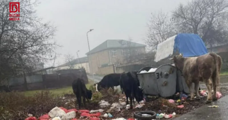 Bu qəsəbədə məişət tullantıları günlərdir daşınmır FOTO