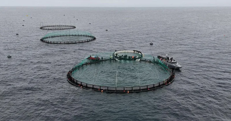 В Каспийском море запущена первая морская рыбоводческая ферма