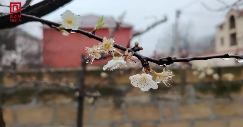 Bar vermədiyinə görə kəsmək istədiyi ağac 10 il sonra məhsul verdi FOTO/VİDEO