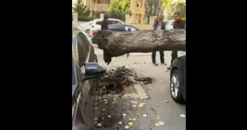 Bakıda ağac park edilmiş maşınların üzərinə düşdü VİDEO