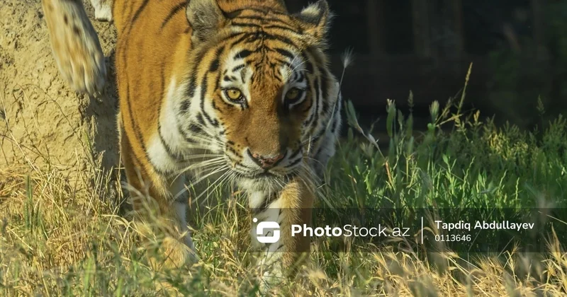 Hindistanda pələng fermeri parçalayıb