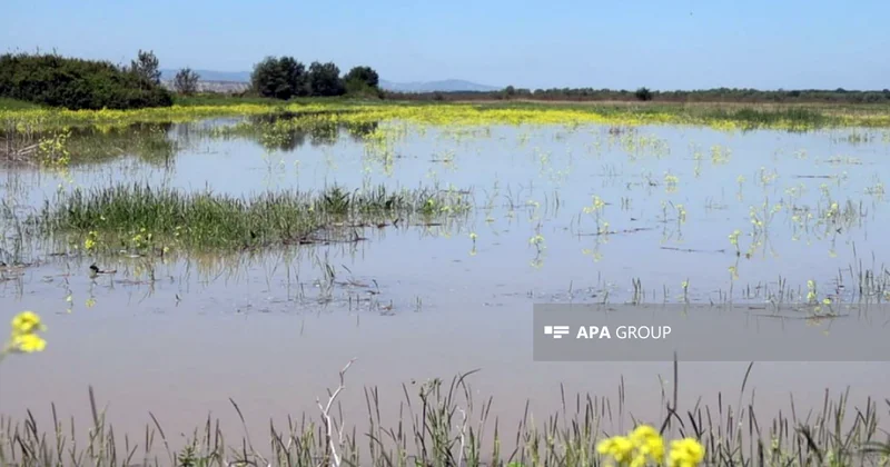 Sabirabadda 3 gün əvvəl Kürdə batan şəxsin meyiti tapılıb