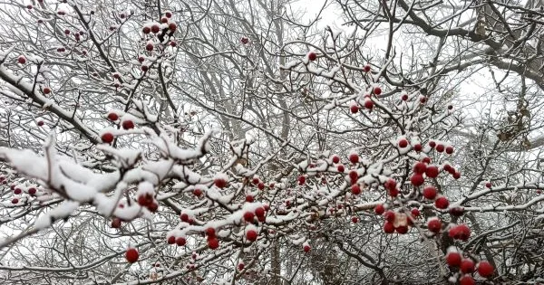 Şahbuz rayonunun Kükü kəndinə mövsümün ilk qarı yağıb FOTOLAR