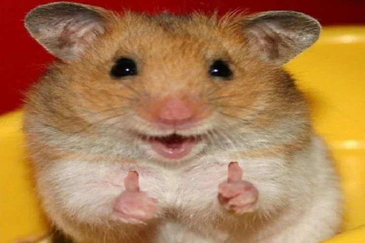 Hamsterlərin xüsusiyyətləri