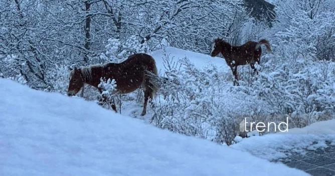 Снег в Кяльбаджаре ВИДЕО