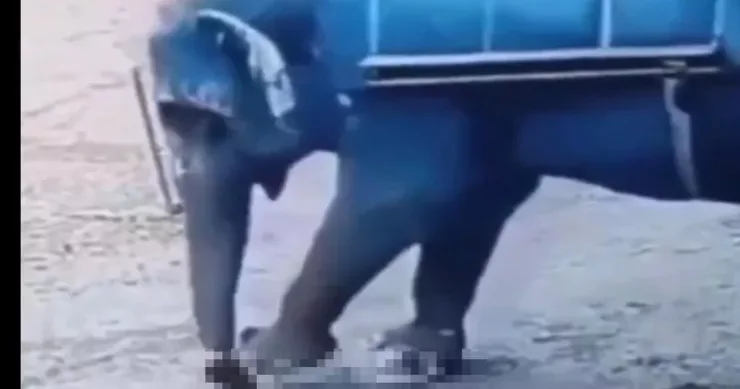 Fil 22 nəfəri əzib öldürdü, heç kəs tuta bilmir