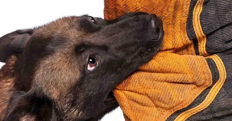 Keçən il Azərbaycanda 50 minə yaxın şəxsi heyvan dişləyib