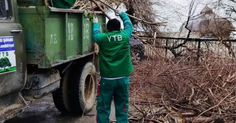 Сколько деревьев повалил бушующий бакинский ветер?