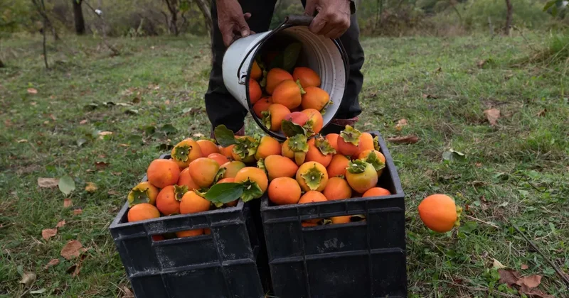 Россия лидирует по закупкам грузинской хурмы