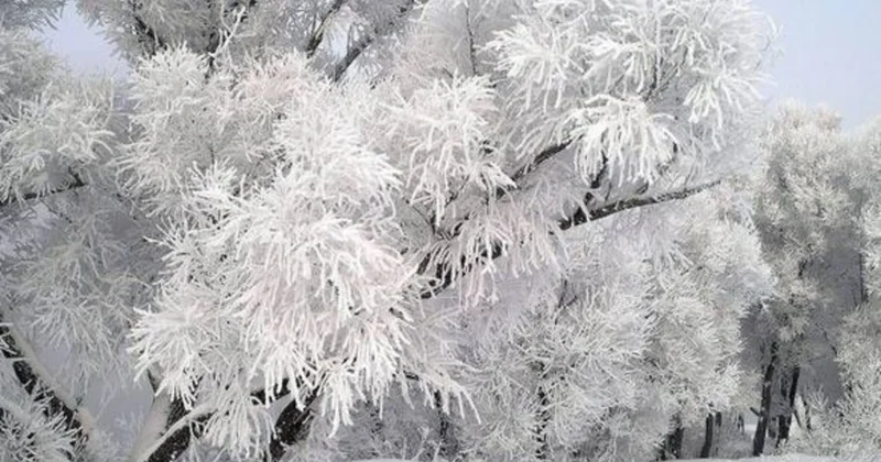 Bəzi ərazilərdə 16 dərəcə şaxta olacaq 15.01.2026