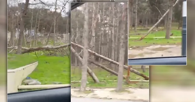 Biləcəridə ACINACAQLI HAL Ağacları kütləvi məhv edən kimlərdir?