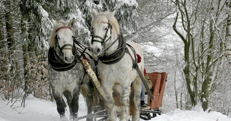 Zaqatalaya 30 sm qar yağdı
