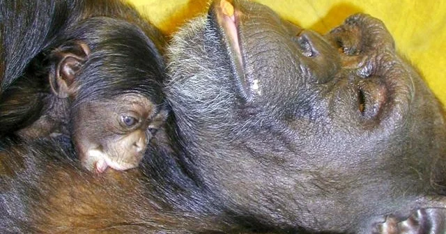 Çin heroqliflərini və ingilis əlifbasını oxuya bilən dahi şimpanze Ai 49 yaşında öldü