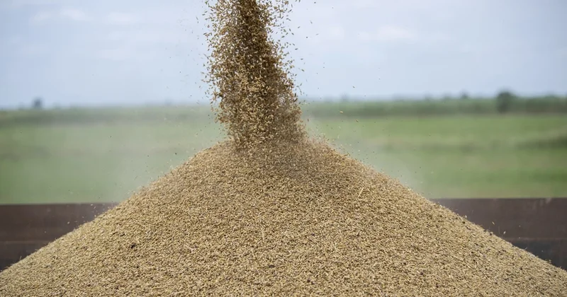 В Азербайджане страховые выплаты по пшенице и ячменю увеличились на 63%