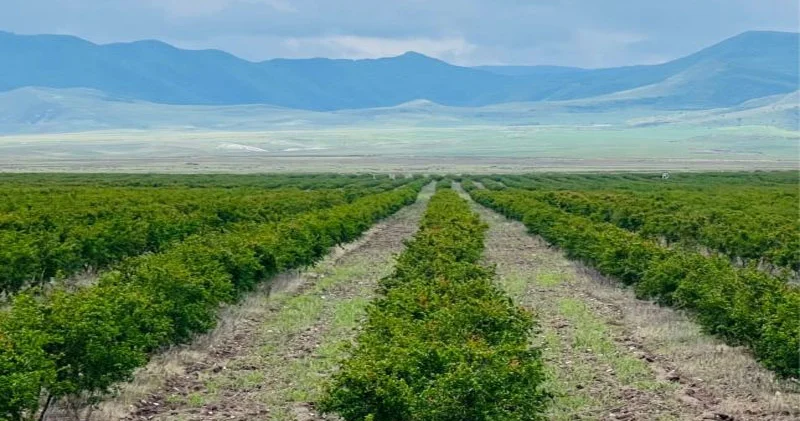 Şirkət rəhbəri vətəndaşın torpağını zəbt edib? Oğuzda torpaq qalmaqalı