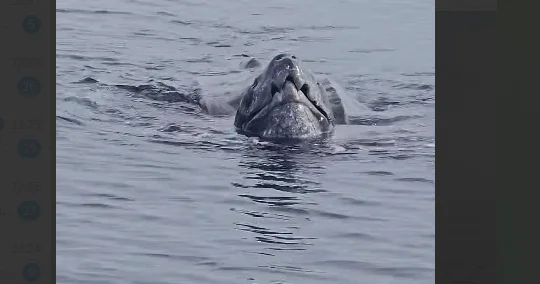 Okeanda namlum heyvan balıqçıları qorxutdu