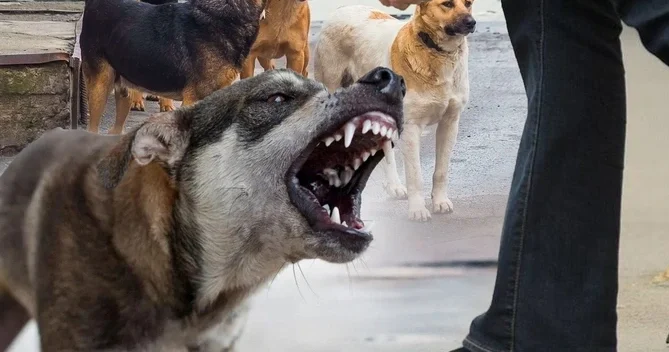 “Sahibsiz heyvanlar təhlükə yaradır” Leyla Əlizadə Gürcüstan təcrübəsini tövsiyə edir