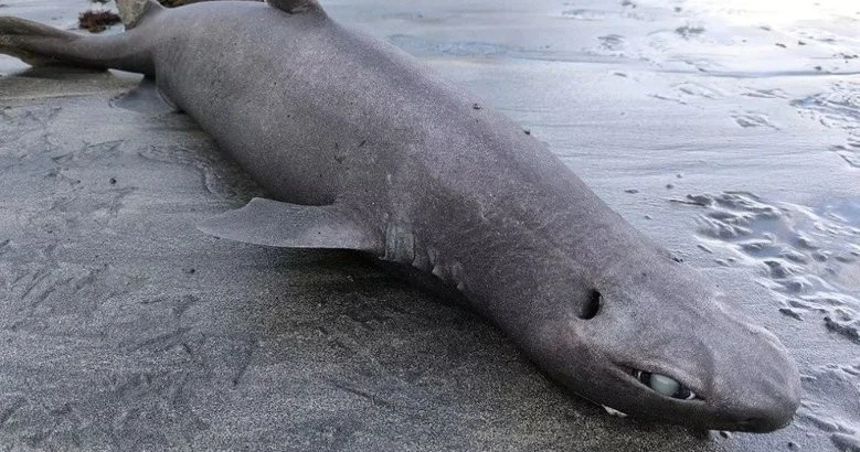 На пляж в Испании выбросило редкую глубоководную акулу дракона
