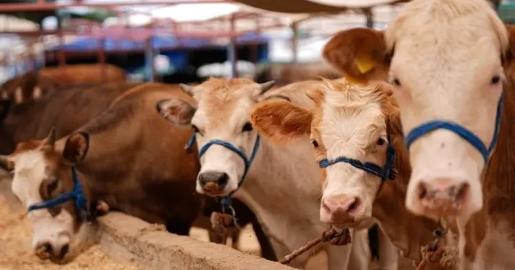 Bu rayonda heyvan bazarı AÇILDI