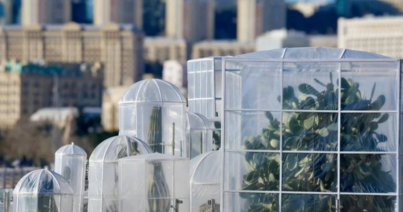 Bulvarındakı kaktuslar xüsusi qorunacaq