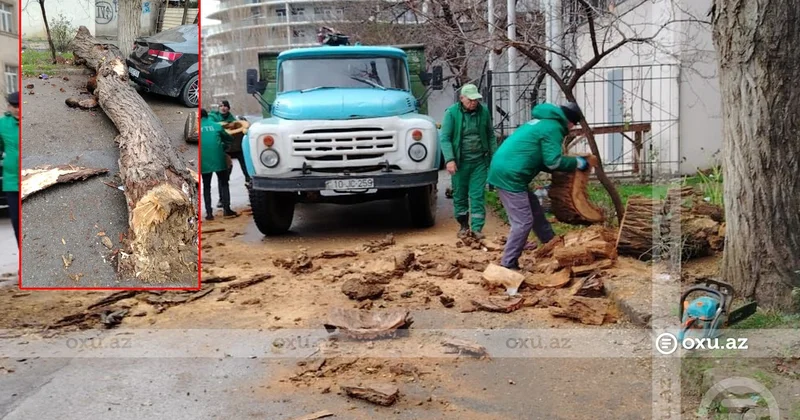 Bakıda ağac avtomobillərin üzərinə AŞDI