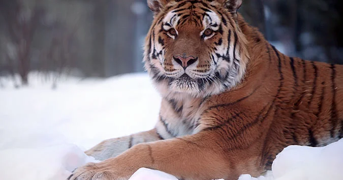 Amur pələngləri...