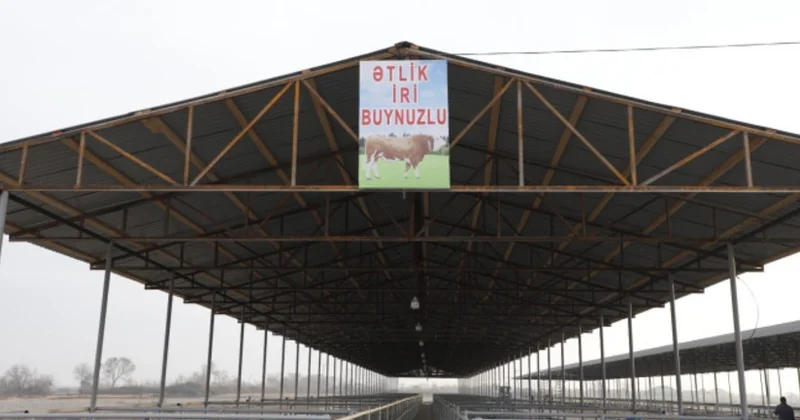 İmişlidə heyvan satışı bazarı açılıb