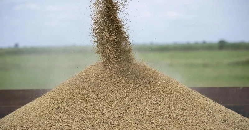 Azərbaycanda taxıl sahələri üzrə sığorta ödənişi 63 faiz artıb