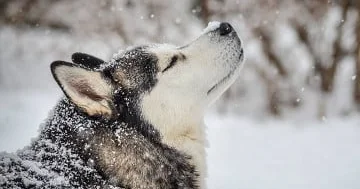 Alimlər itlərin uzun, əyri qulaqlarının mənbəyini kəşf ediblər...