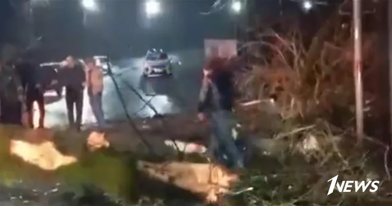 Сильный ветер повалил дерево на дороге Лянкяран Лерик ВИДЕО