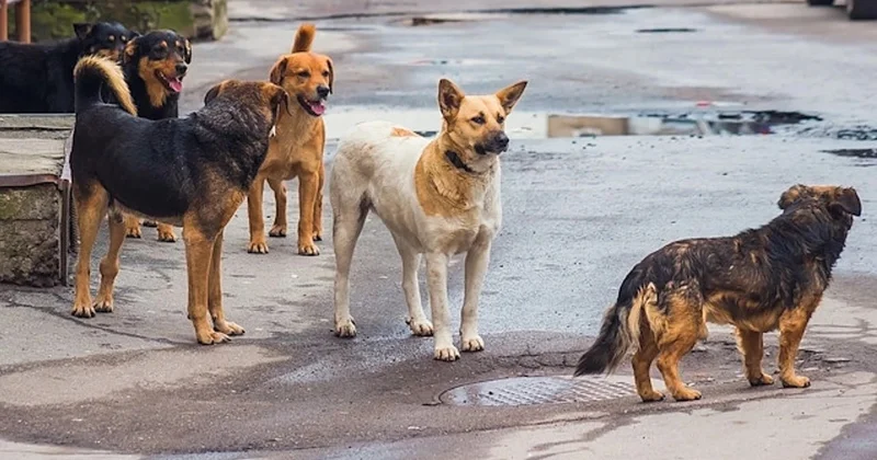 Azərbaycanda ÖTƏN İL 32 min nəfəri it dişləyib
