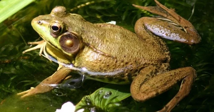 Zəhərli zobu qurbağa ilə müalicə etmək olur? Həkimdən AÇIQLAMA