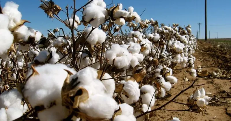 Индия рекордно увеличила импорт хлопка
