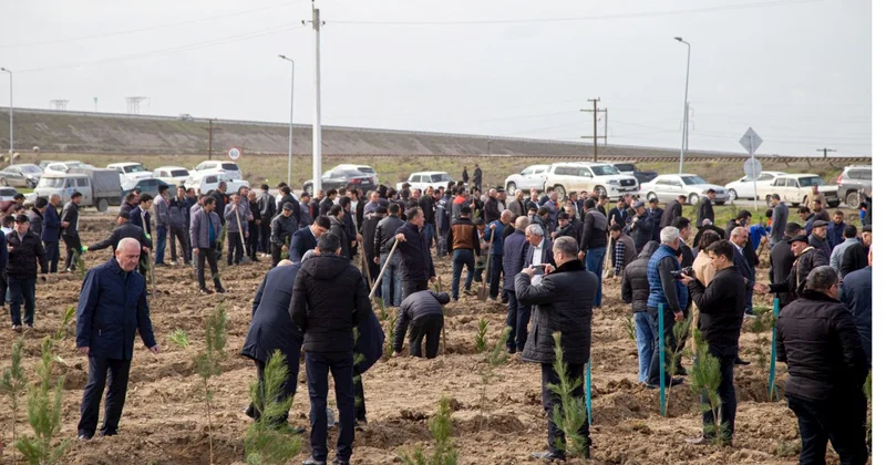 Salyanda ağacəkmə aksiyası keçirildi FOTOLAR