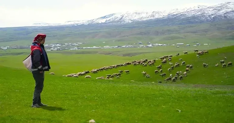 Gənc maldarlara böyük dəstək: 100 baş xırdabuynuzlu heyvan veriləcək