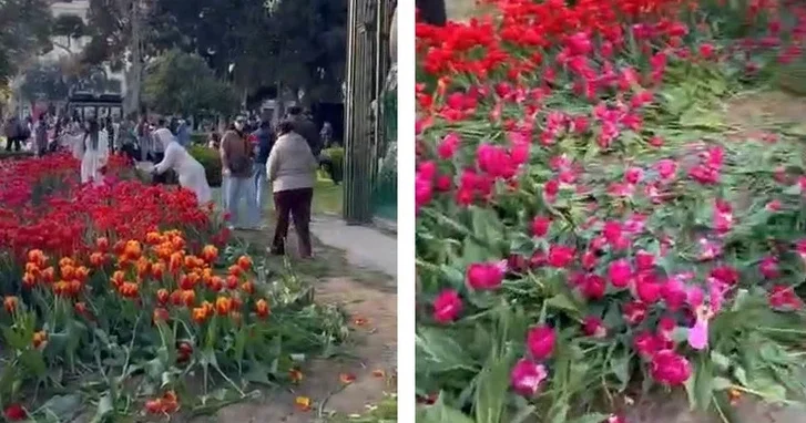 Цветы на Бульваре в Баку топтали блогеры ИМЕНА