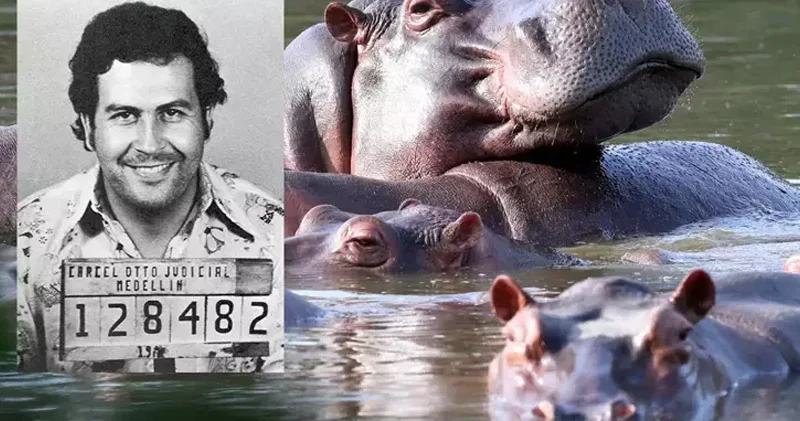 Hökumət onlara nəzarət edə bilmir: Eskobarın begemotları öldürüləcək