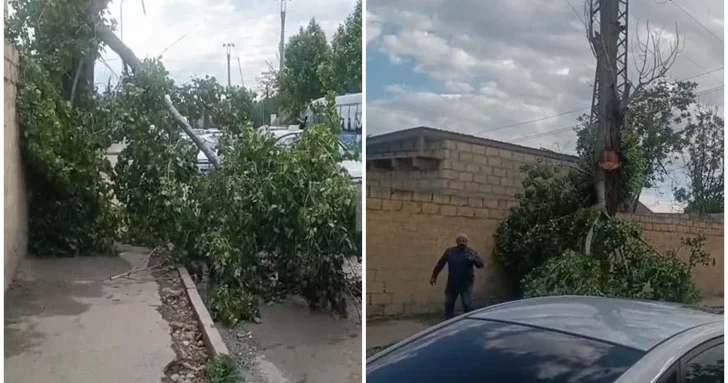 Гянджа во власти непогоды: затопленные дома и поваленные деревья