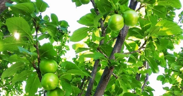 Bığırda daha bir nəfər ağacdan yıxılıb öldü