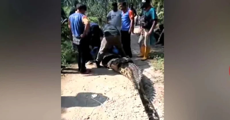 410 kiloqramlıq timsah belə tutuldu VİDEO